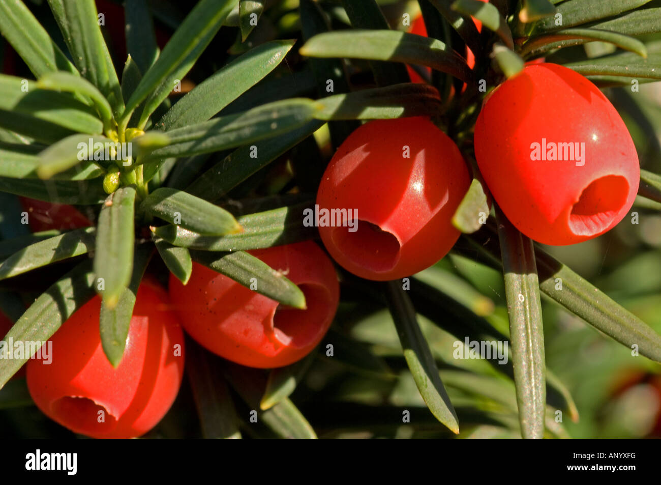 Yew (Taxus baccata), with fruits Stock Photo