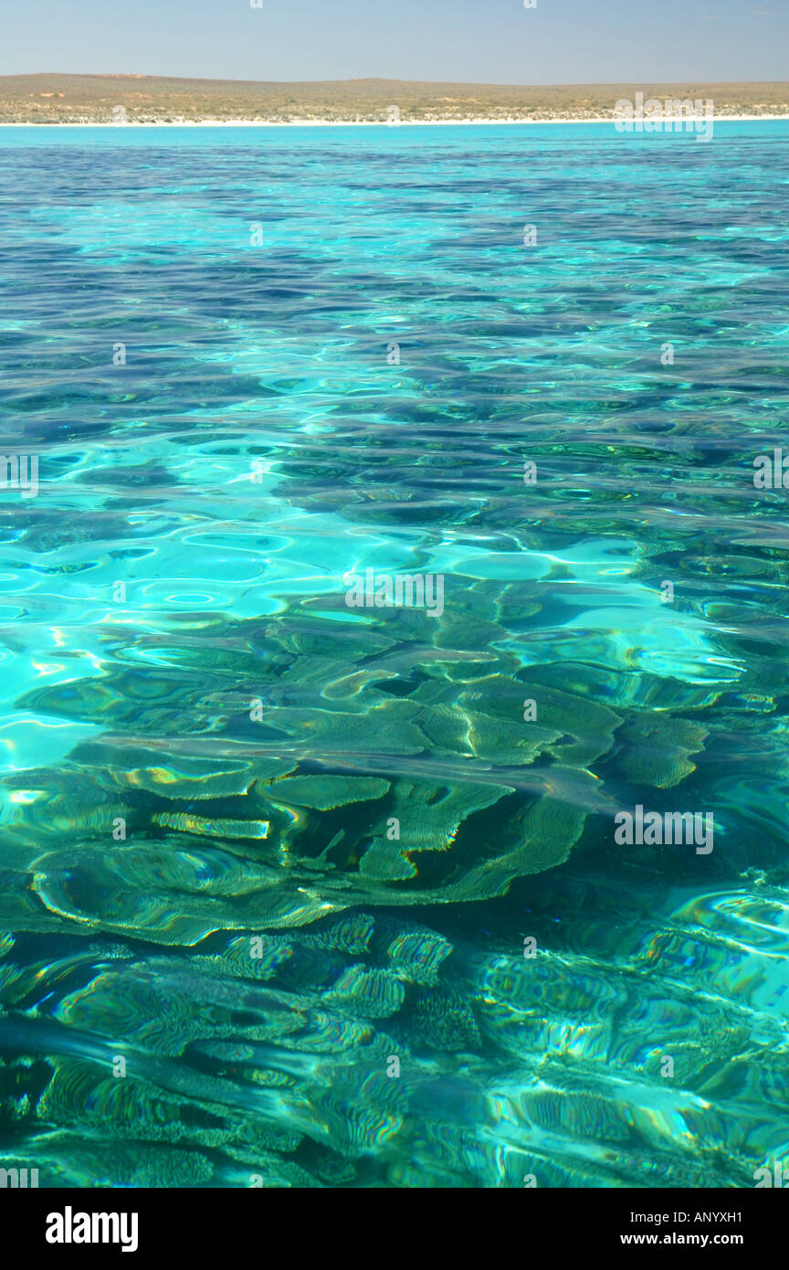 Acropora plate corals in lagoon Pelican Point Ningaloo Marine Park Western Australia Stock Photo