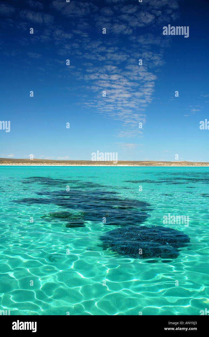 Healthy coral growing in the lagoon at Pelican Point Ningaloo Reef Marine Park Western Australia Stock Photo