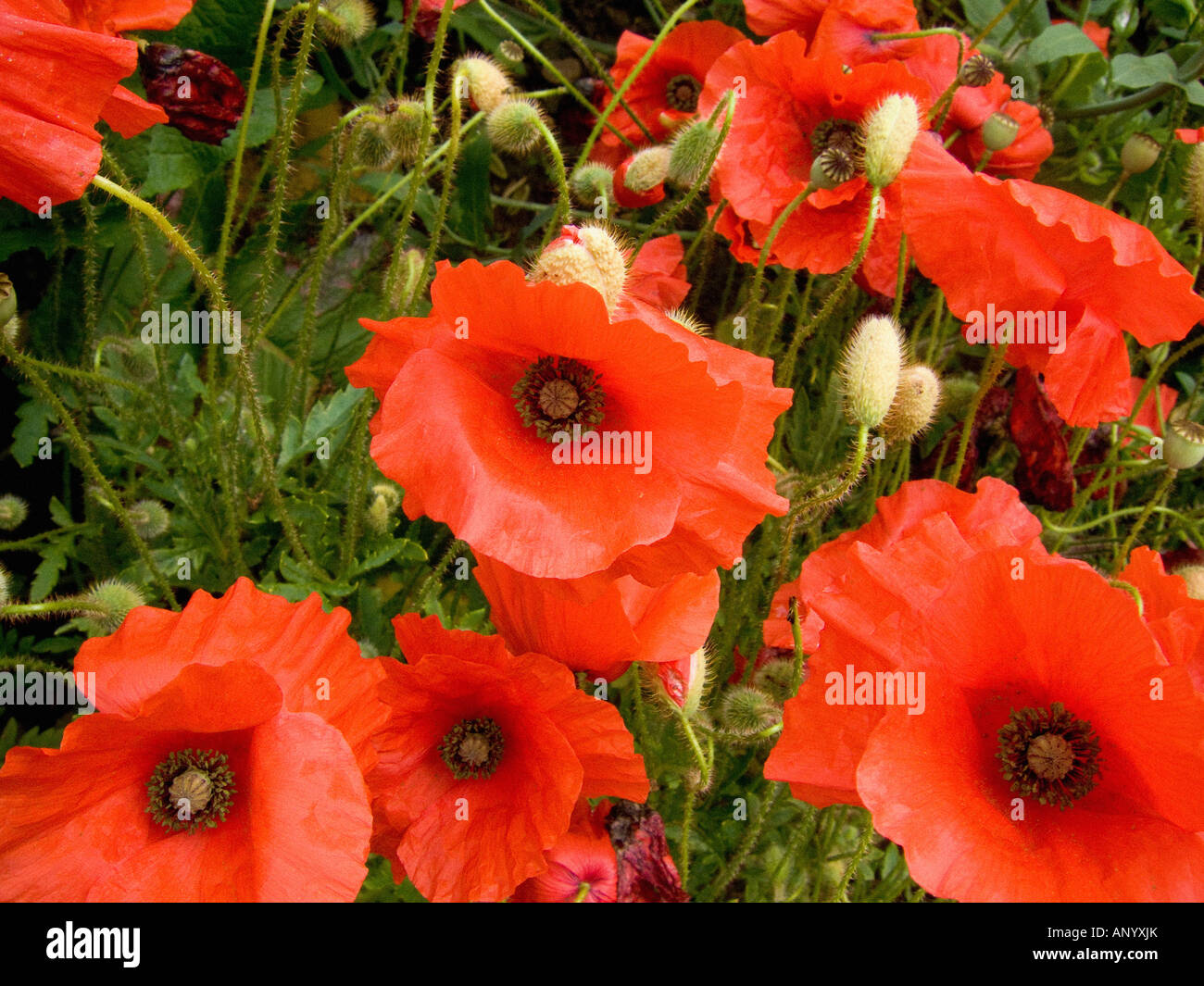Wild poppies in countryside hi-res stock photography and images - Alamy