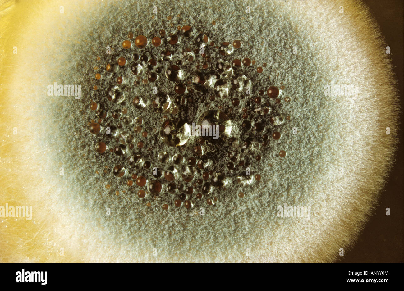 Penicillium sp culture with exuded water droplets on a nutrient agar plate Stock Photo
