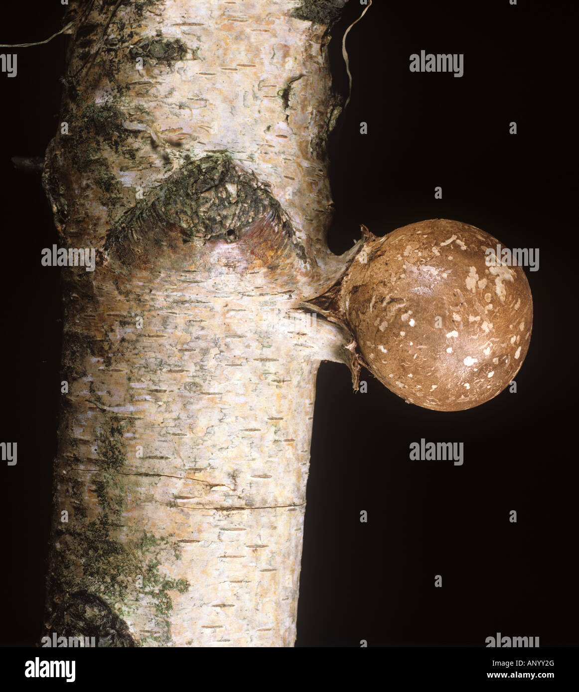 Birch pathogen Piptoporus betulinus fruiting body developing on a silver birch trunk Stock Photo