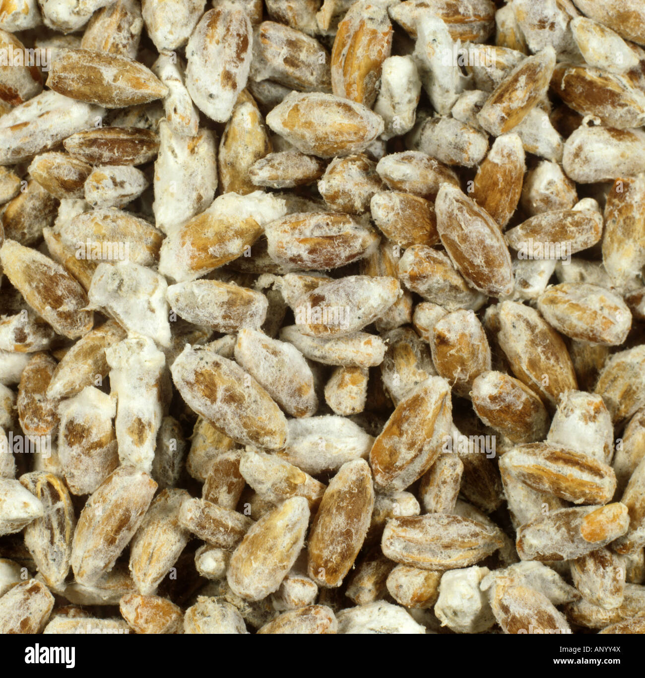 Edible commercial mushroom spawn cultured on rye seed before