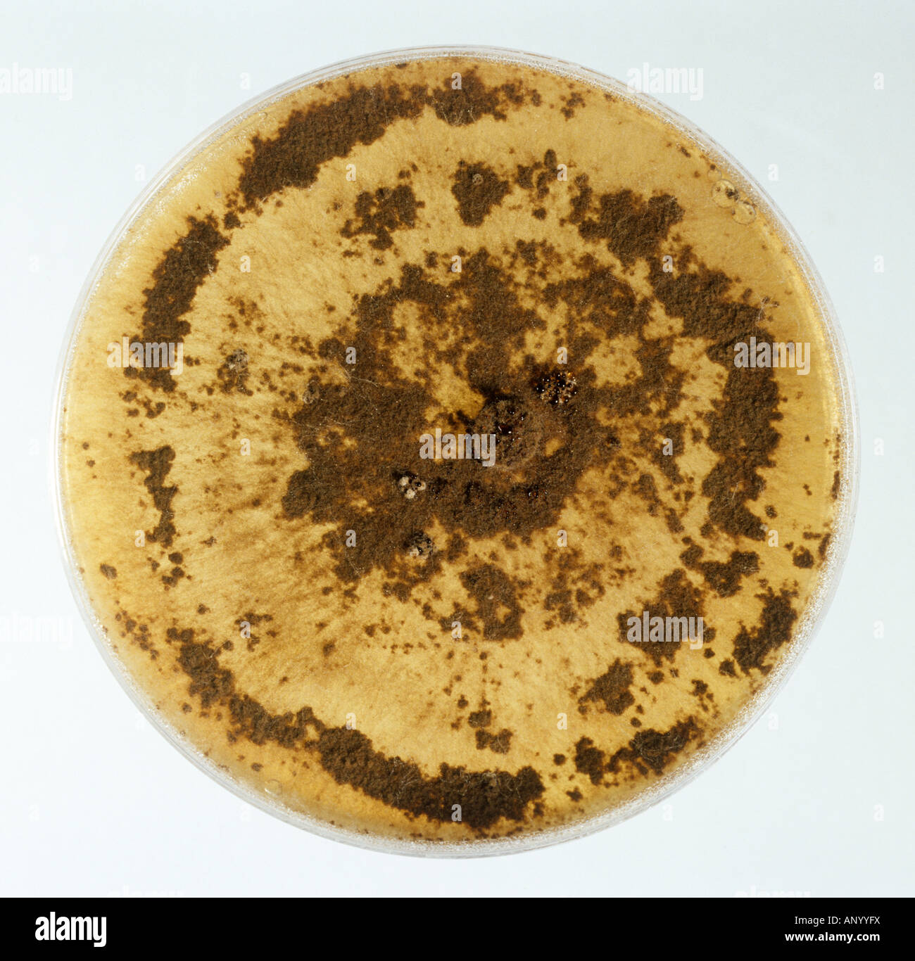 A culture of the pathogenic fungus Rhizoctonia solani on a PDA nutrient plate Stock Photo