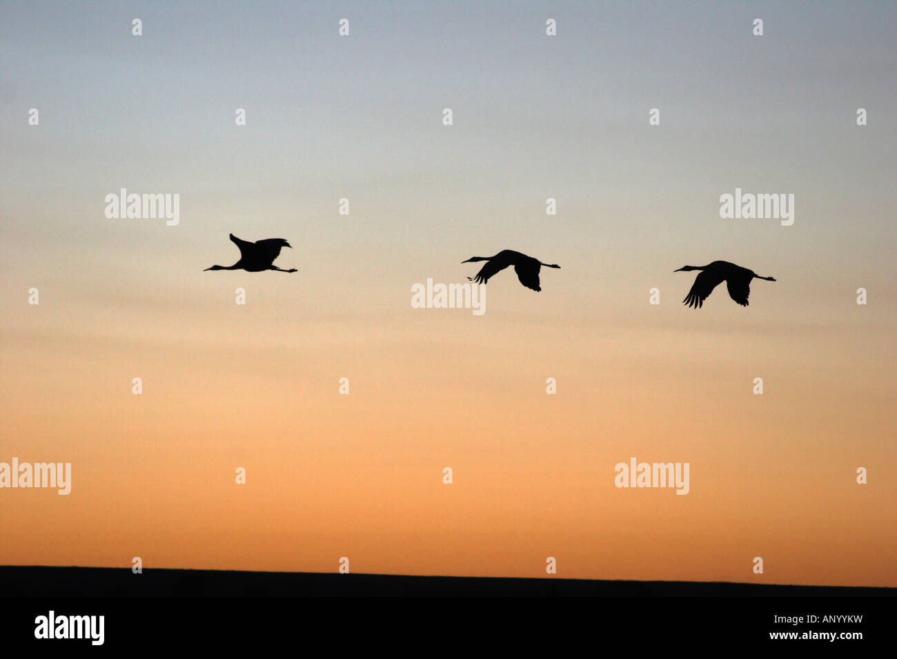 Sandhill Cranes in flight at sunrise Bosque del Apache New Mexico Stock Photo