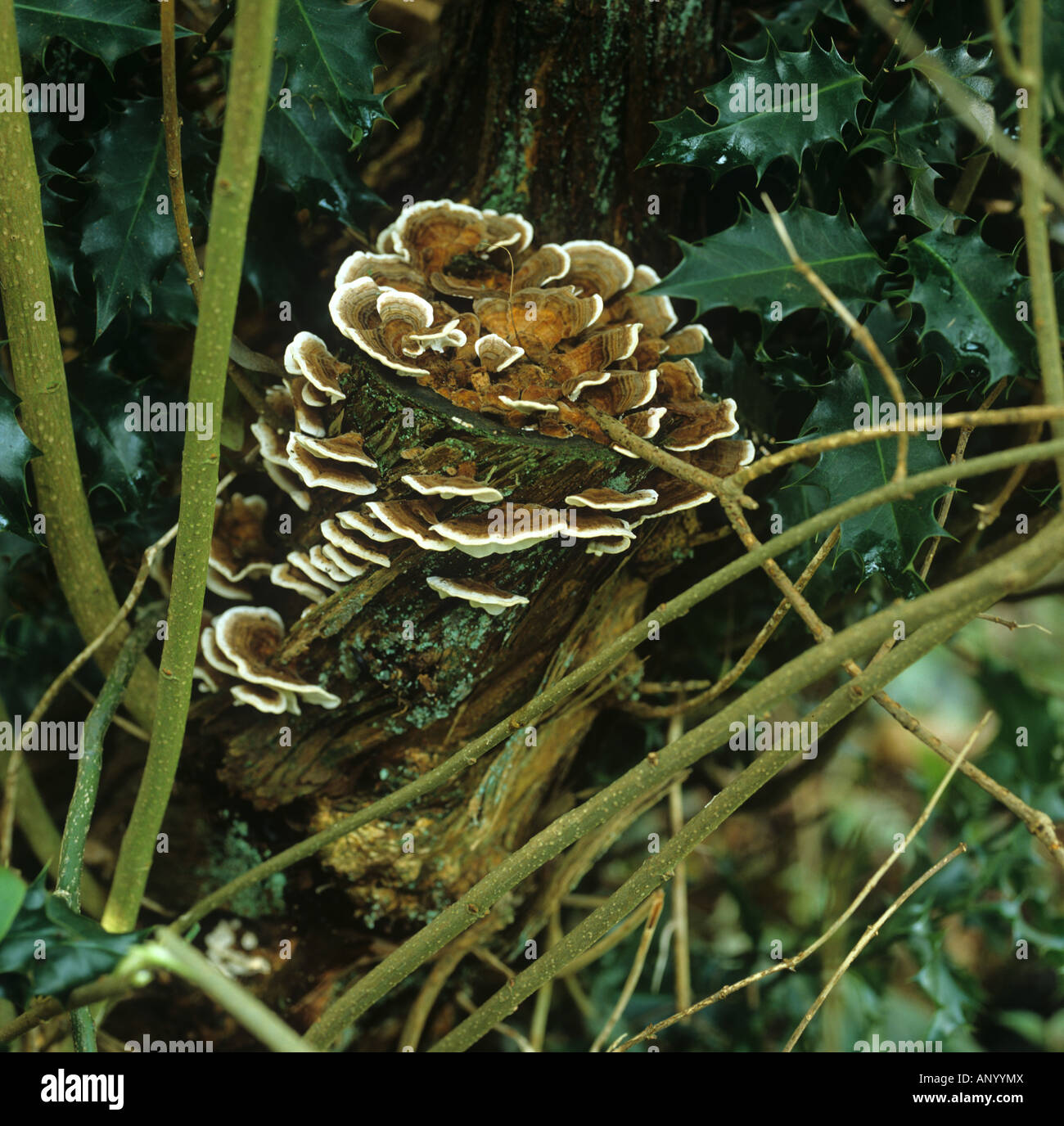 Fungus Bjerkandera adusta bracts on dying lilac wood Stock Photo
