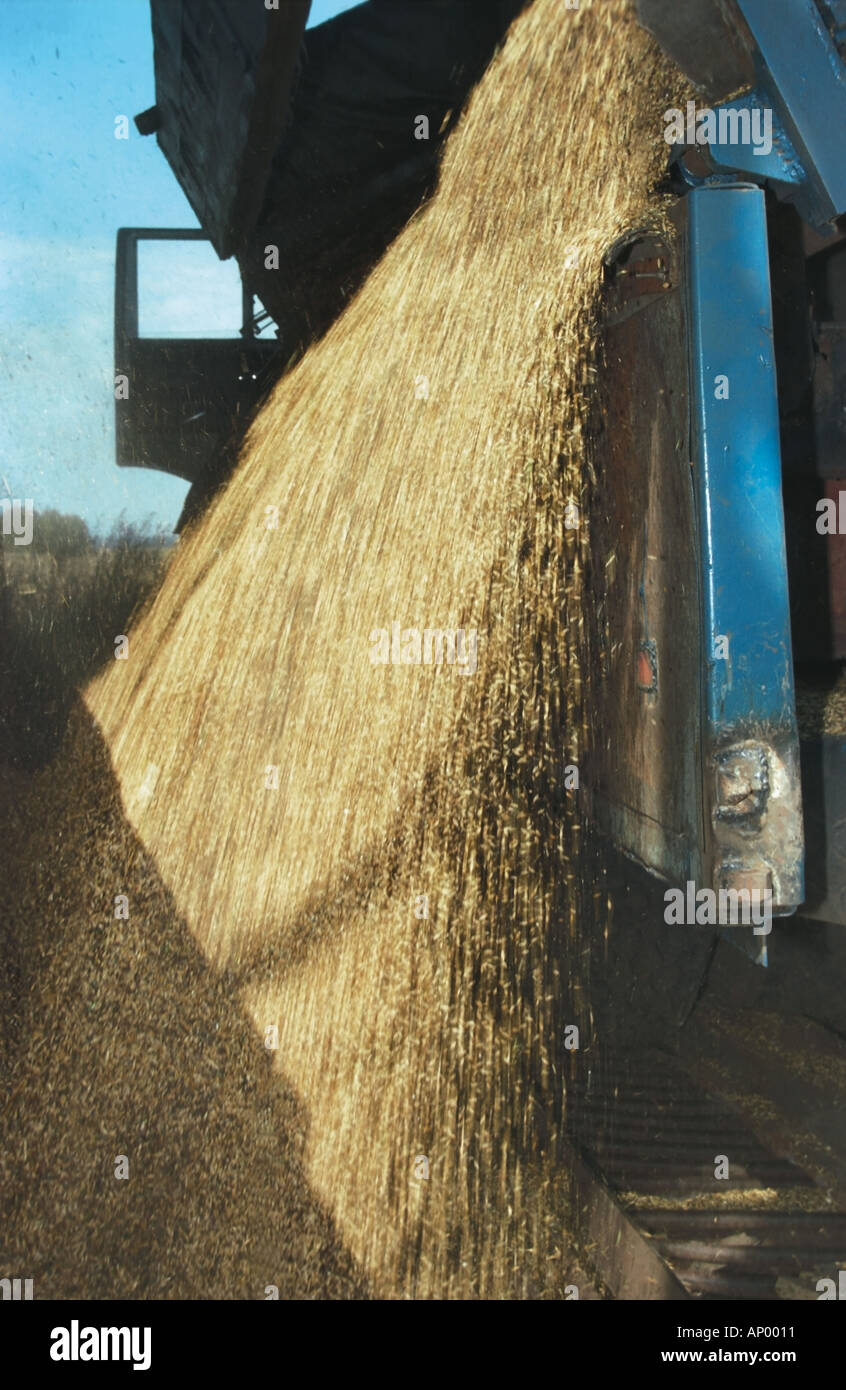 Pouring the cereals into the lorry Altai Russia Stock Photo Alamy