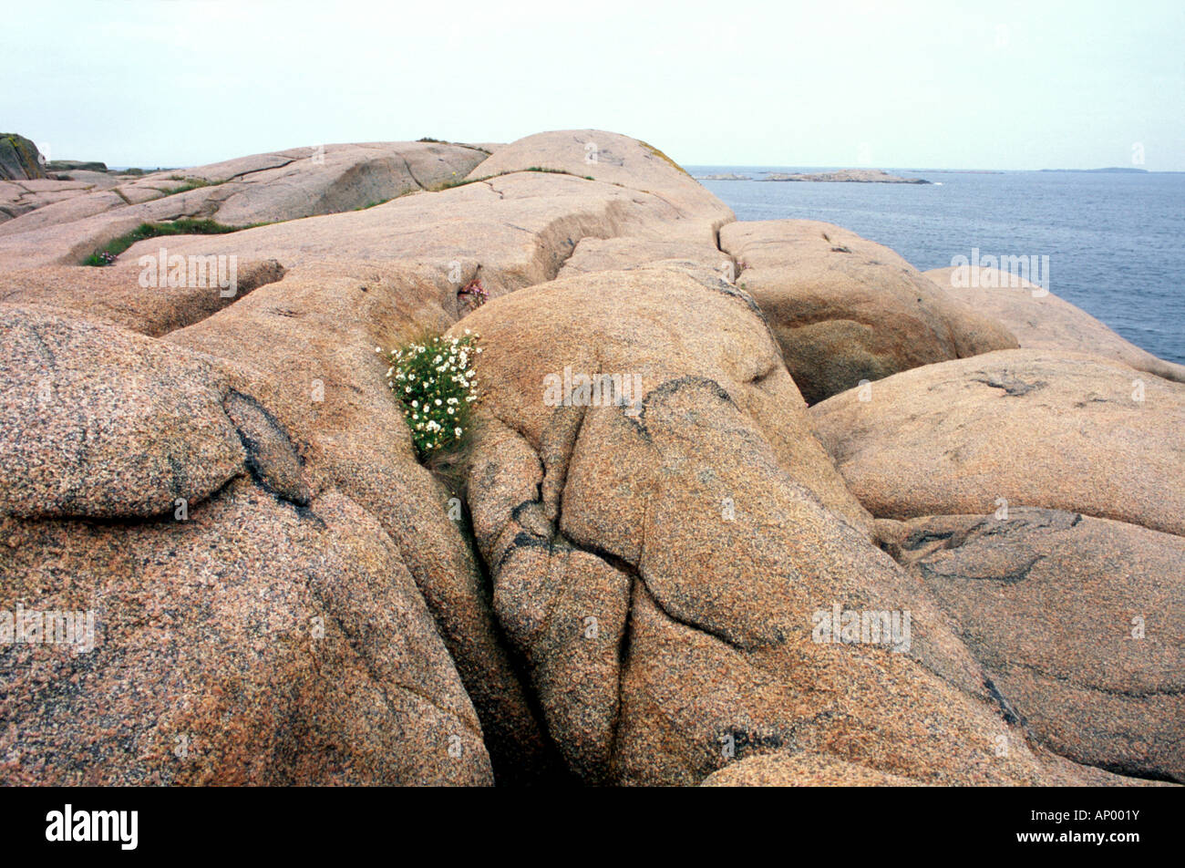 Clusters of flowers survive in crevices on this barren, windswept granite island, Vasholmarna (Vas islands), west coast, Sweden Stock Photo