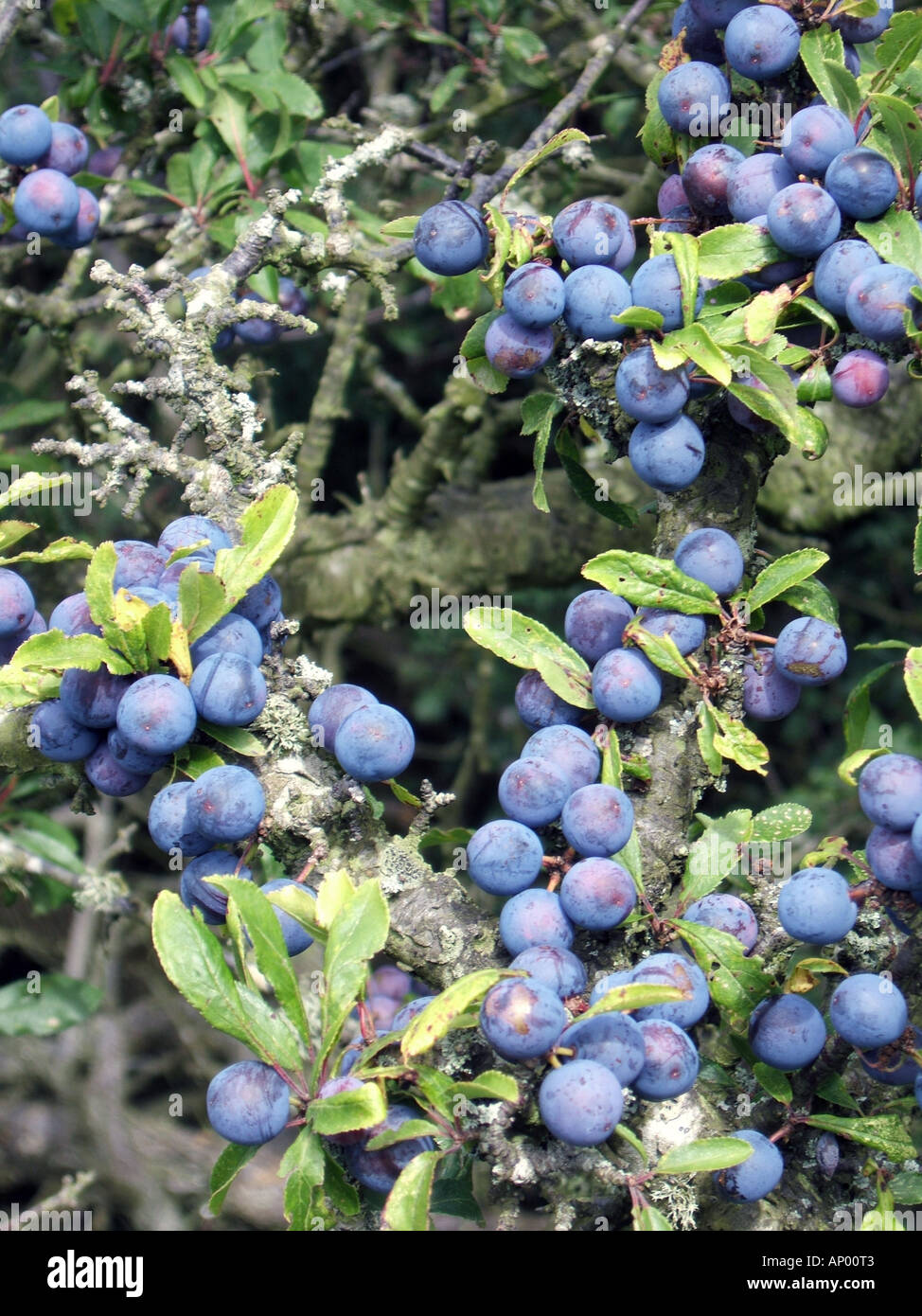 sloe berries growing in tree Stock Photo Alamy