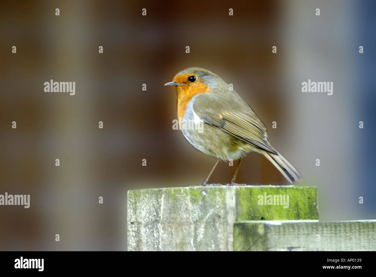 Format robin hi-res stock photography and images - Alamy