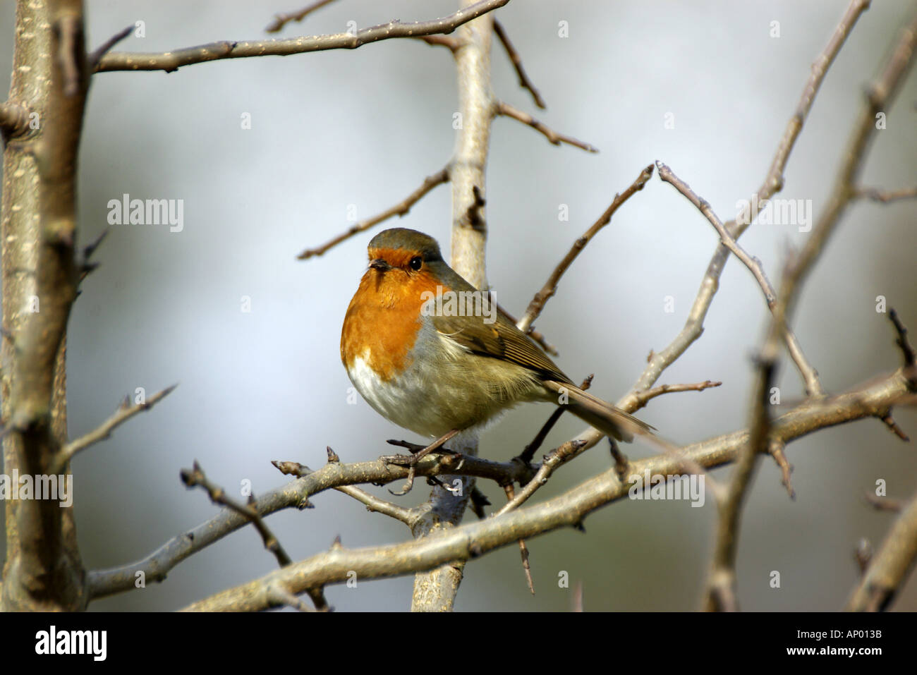 Format robin hi-res stock photography and images - Alamy