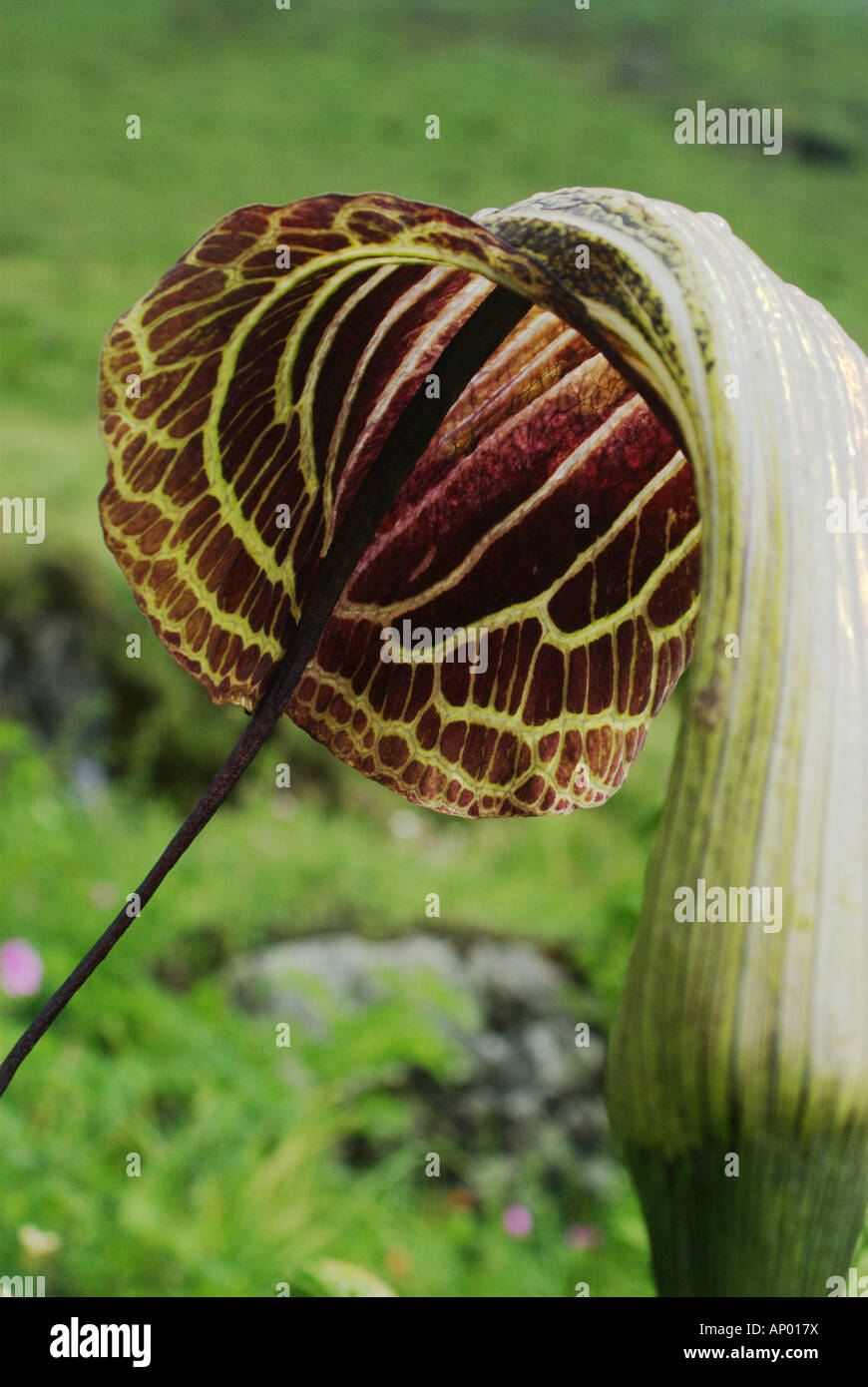 A snake lily is nearly transparent in the afternoon sun, Annapurna Sanctuary, Nepal Stock Photo