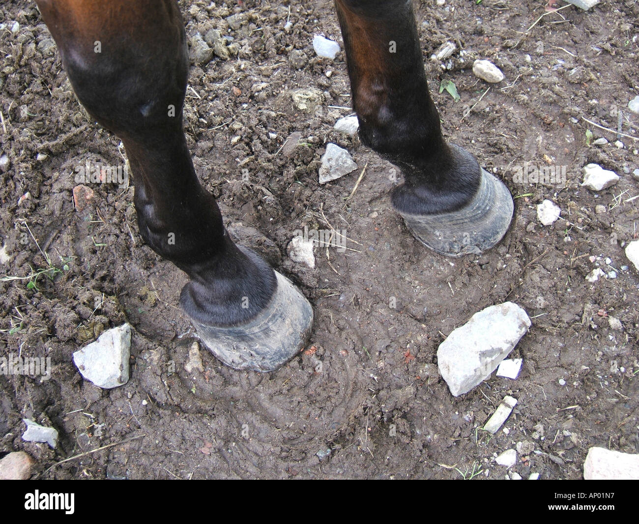 Foot feet hoof hooves mud gate farm hires stock photography and images