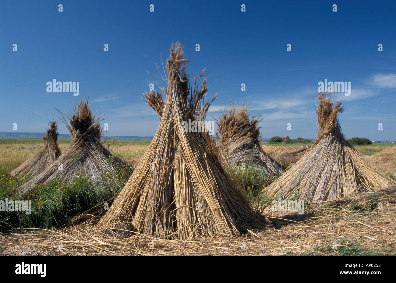 Symbol reed hi-res stock photography and images - Alamy