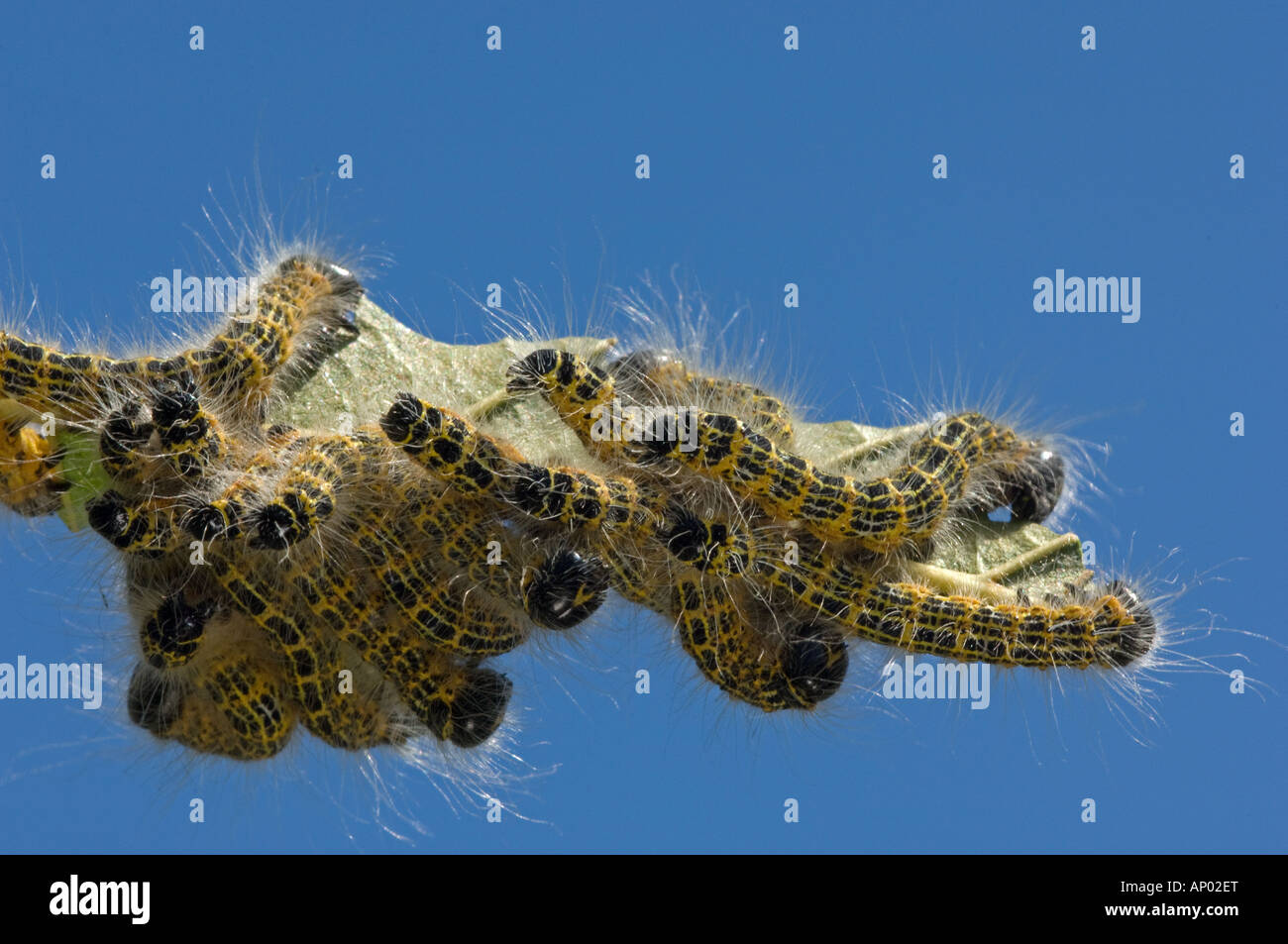 Buff-tip moth caterpillars Stock Photo
