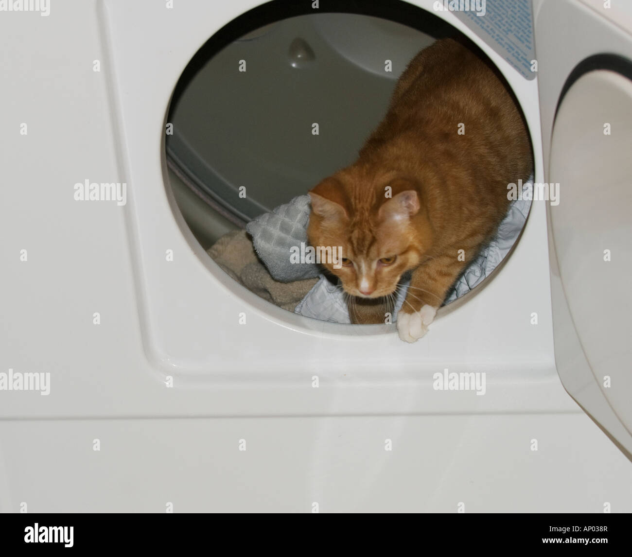 orange tabby kitten in dryer looking out from open door Stock Photo