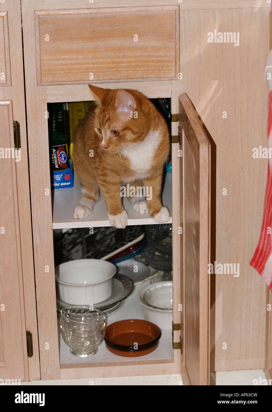 orange tabby kitten in cupboard looking out from open door Stock Photo