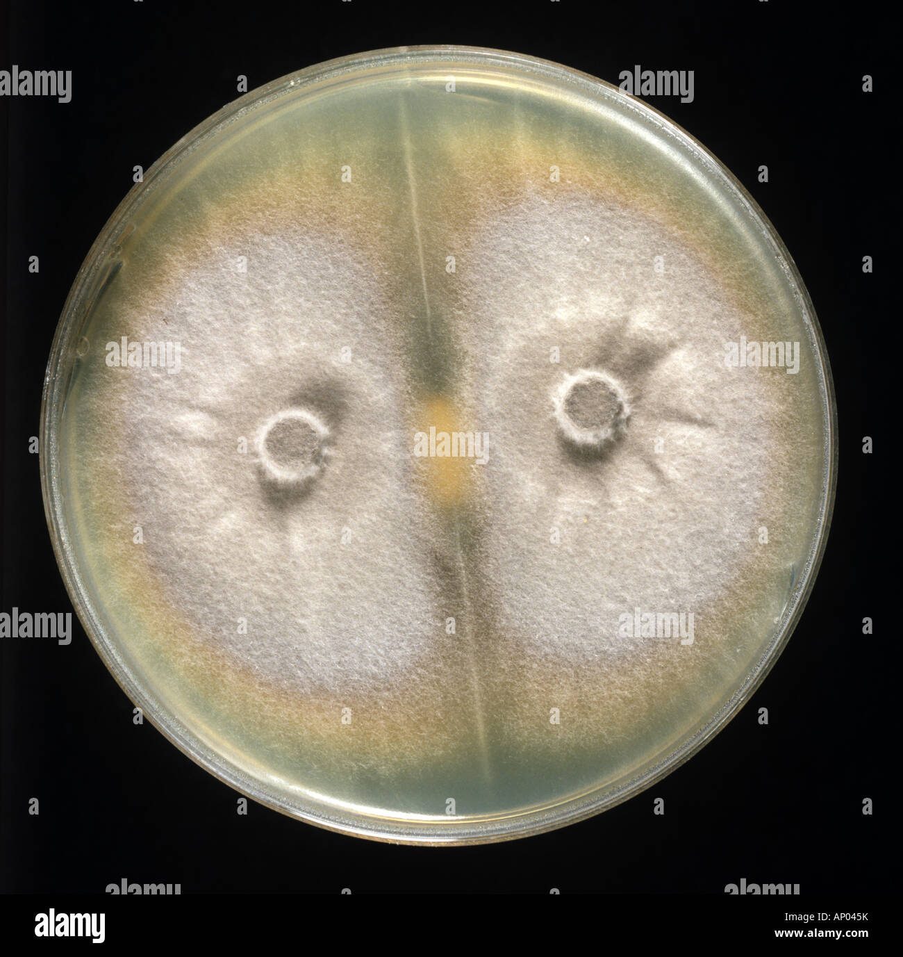 A culture of the rice blast pathogen Pyricularia grisea on a PDA nutrient plate Stock Photo