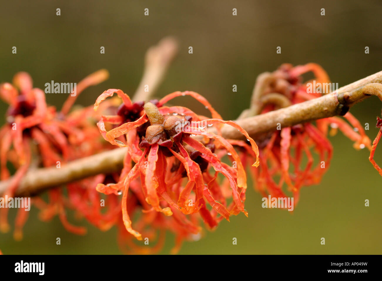 HAMAMELIS X INTERMEDIA DIANE AGM Stock Photo Alamy