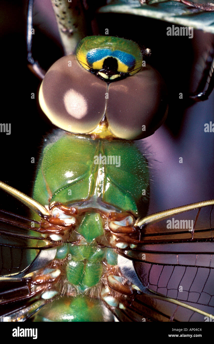 Flying Invertebrates Invertebrate Fly Dragon Stock Photo - Alamy