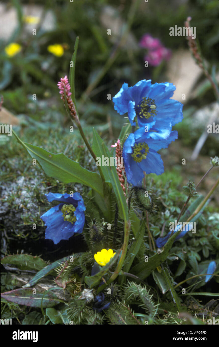 High altitude WILD POPPY FLOWERS growing above 12 000 feet in a
