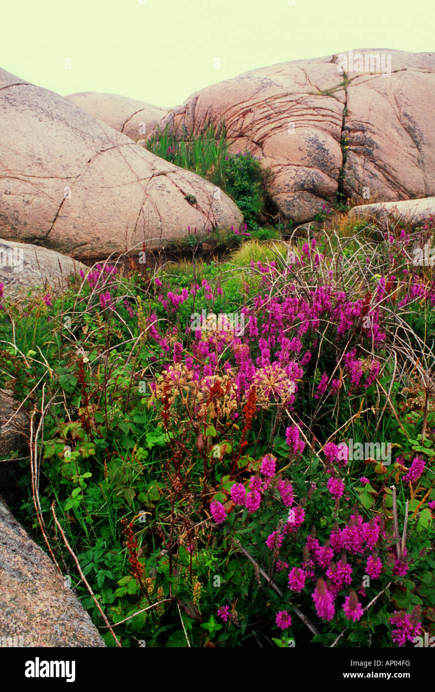 Purple loosestrife grows in a cleft on a small granite island, Vasholmarna (Vas Islands), west coast of Sweden Stock Photo