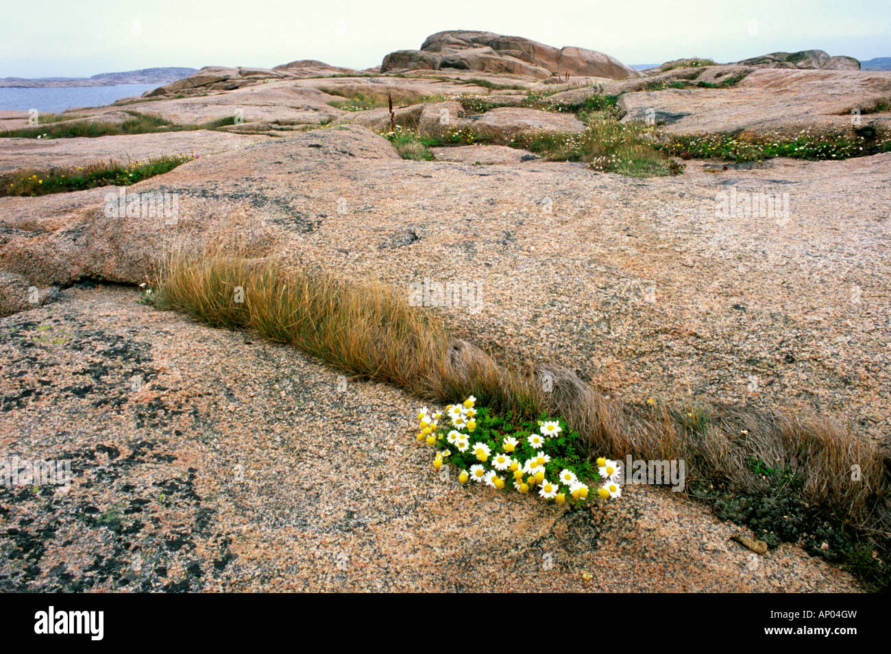 Glacially shaped granite island of Vasholmarna (Vas islands), Bohuslan, Sweden Stock Photo