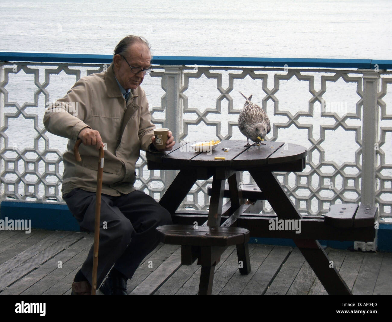 old man feeding chips to seagull in llandudno north wales Stock Photo