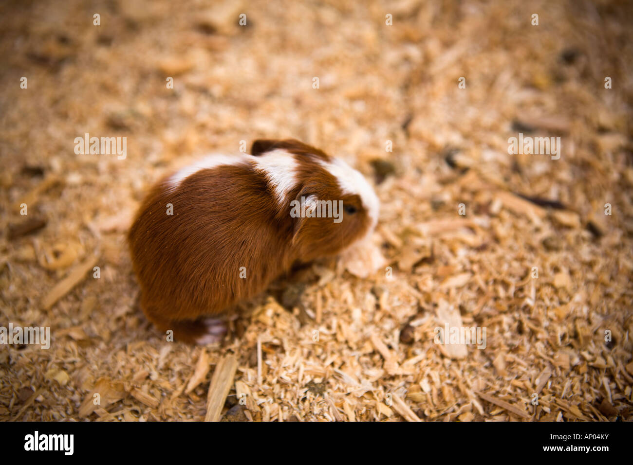 A Cute Little Short Haired Guinea Pig Stock Photo 15631406 Alamy