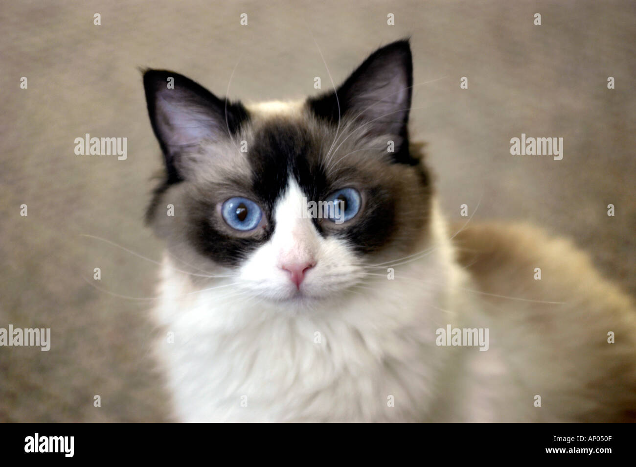 Ragdoll breed of show cat with blue eyes and who is called Bell and a national winner in the showing of cats and a family pet for kids and breeding Stock Photo