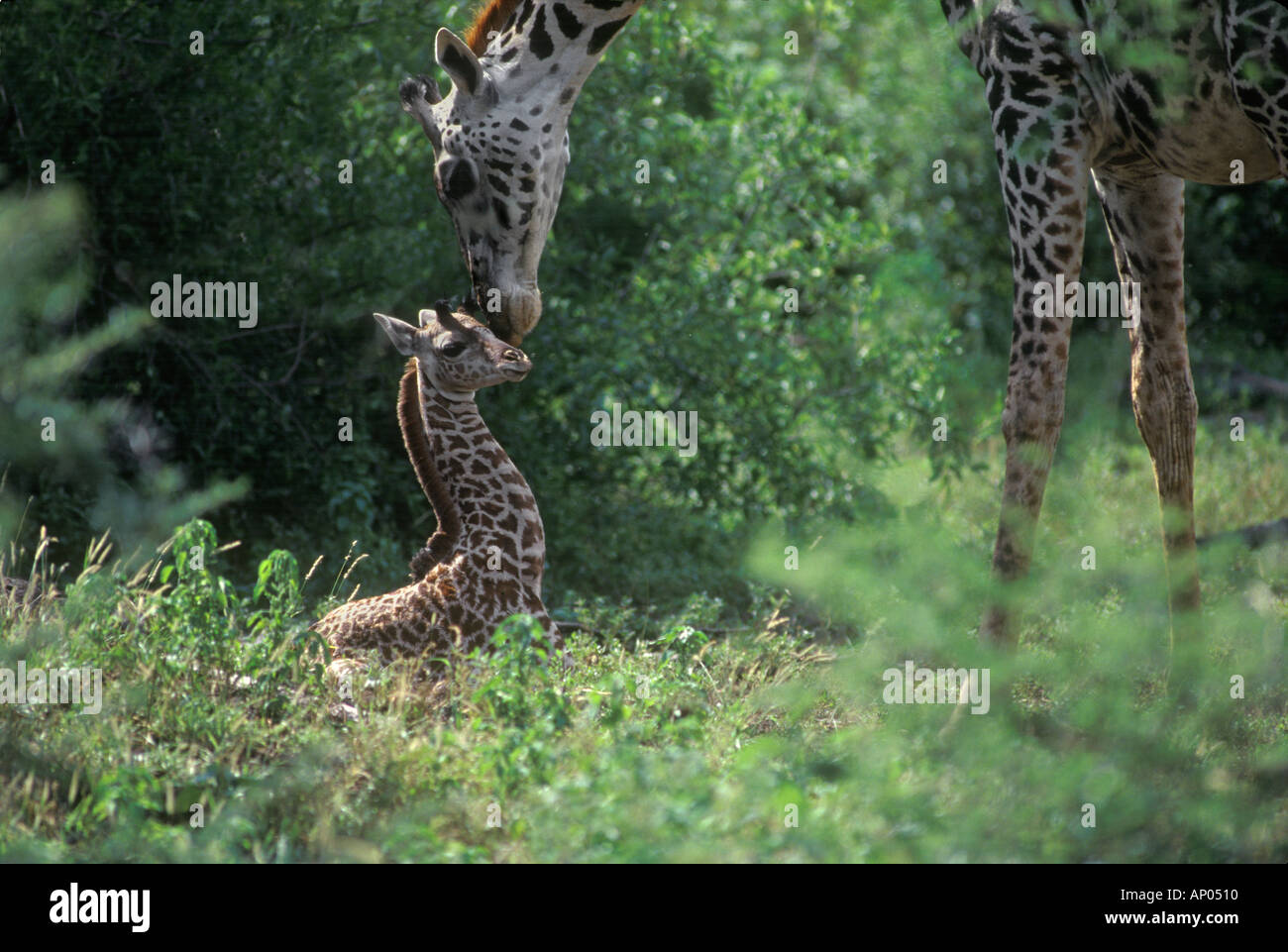 A newborn MAASAI GIRAFFE Giraffa Camelopardalis is so young it has not yet stood up TANZANIA LAKE MANYARA NATIONAL PARK Stock Photo