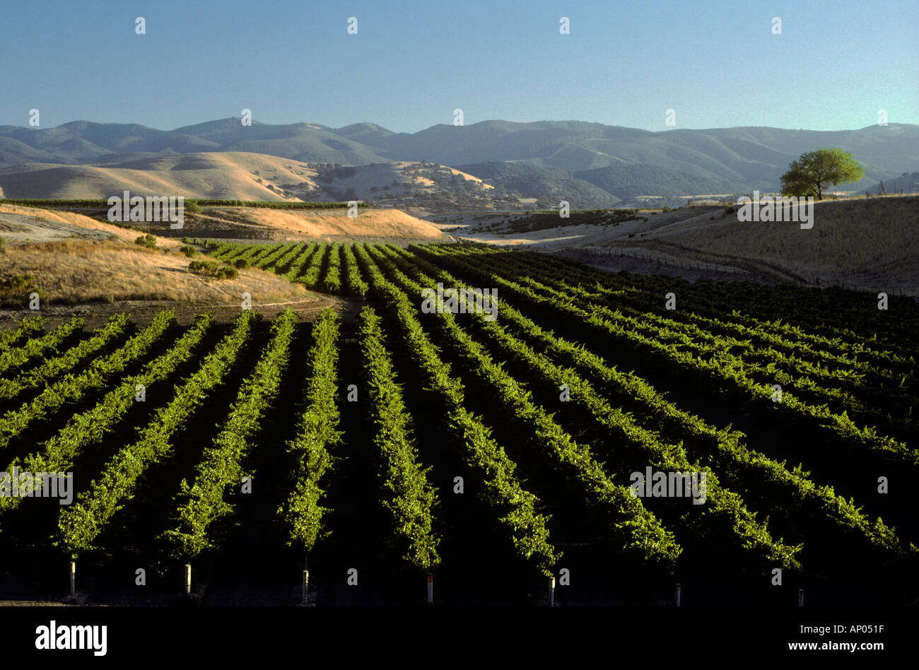 Rows of GRAPE VINES planted up to the rolling hills of the SALINAS