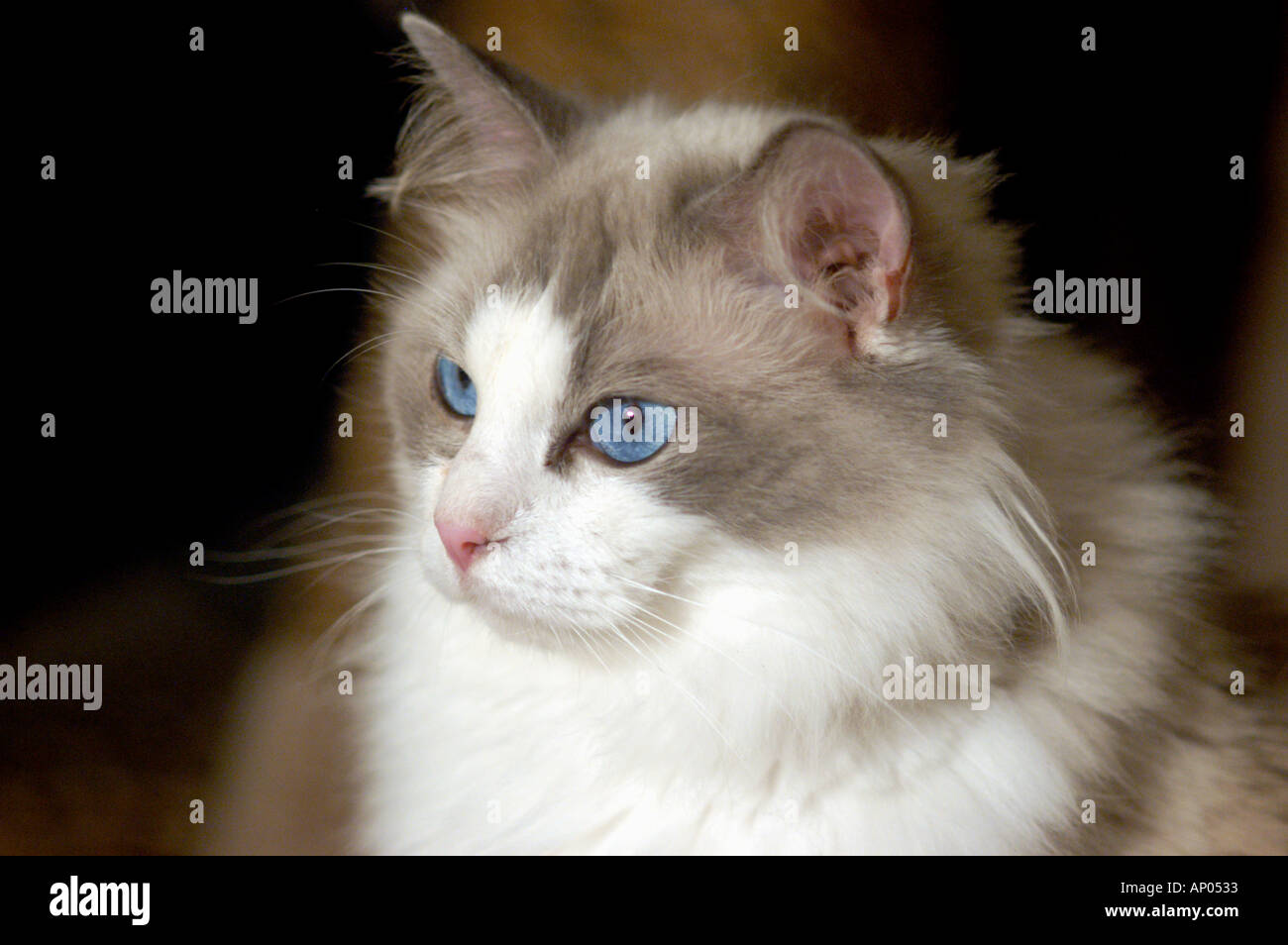 Ragdoll breed of show Cat with real blue eyes and staring at nothing Stock Photo