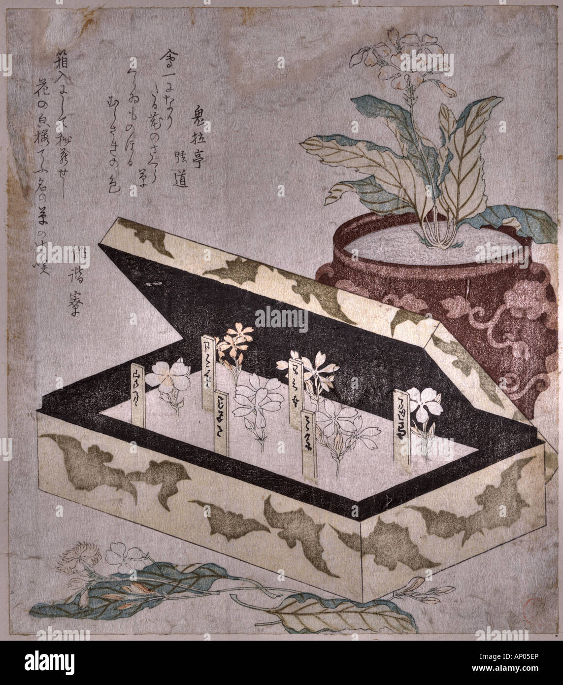 Japanese primrose Stock Photo