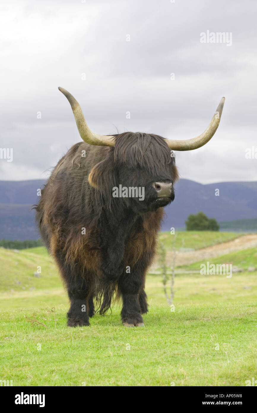 Highland Cattle Bull Stock Photo - Alamy
