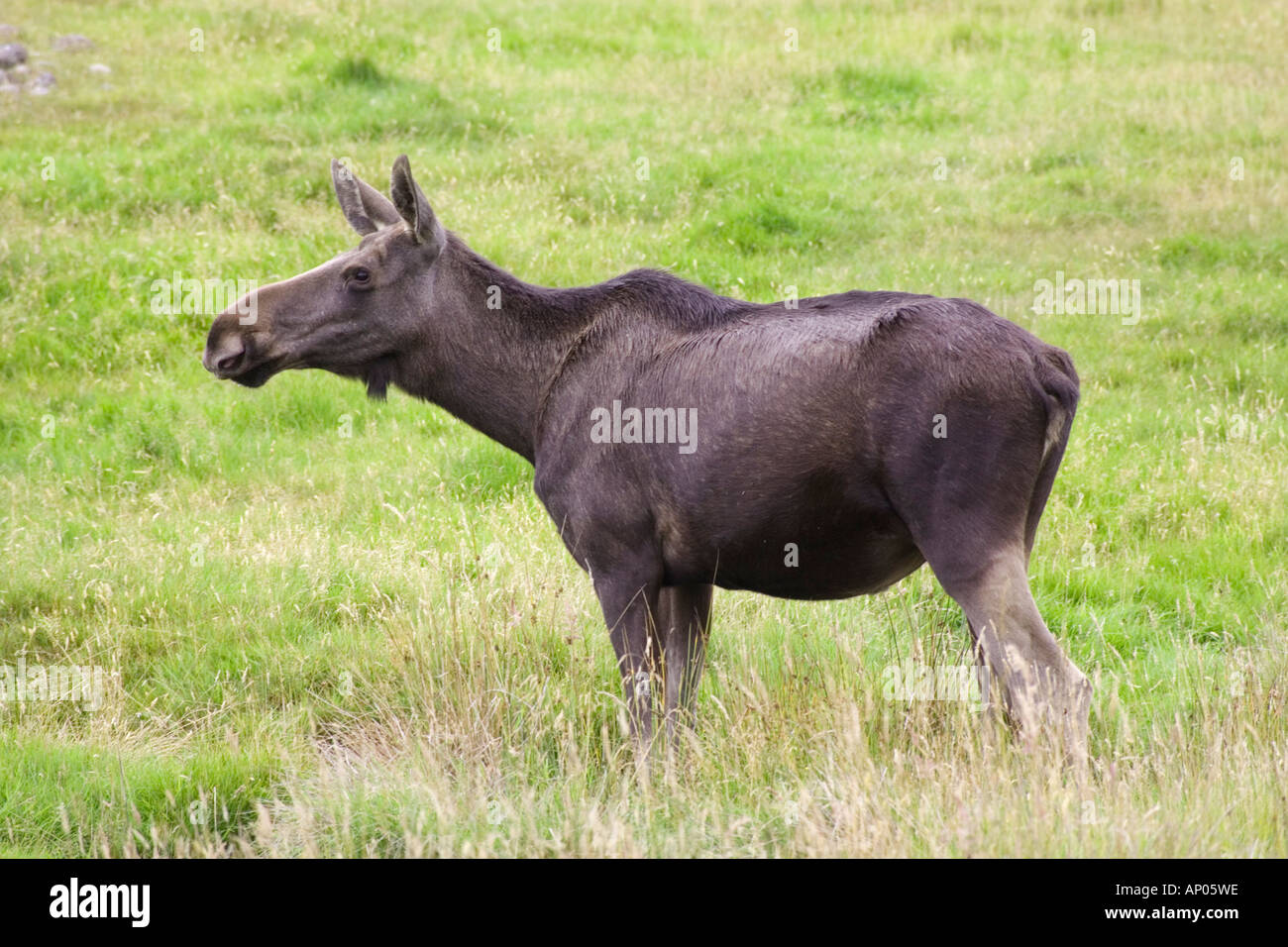 Young Bull Moose Stock Photo