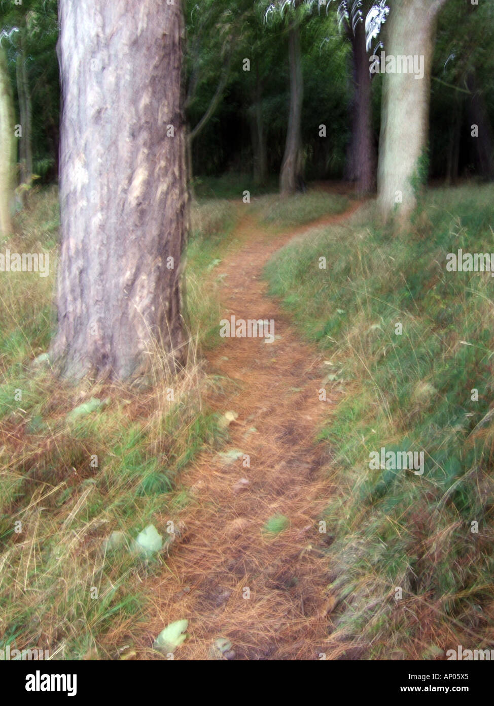 Path entering dark woods hi-res stock photography and images - Alamy