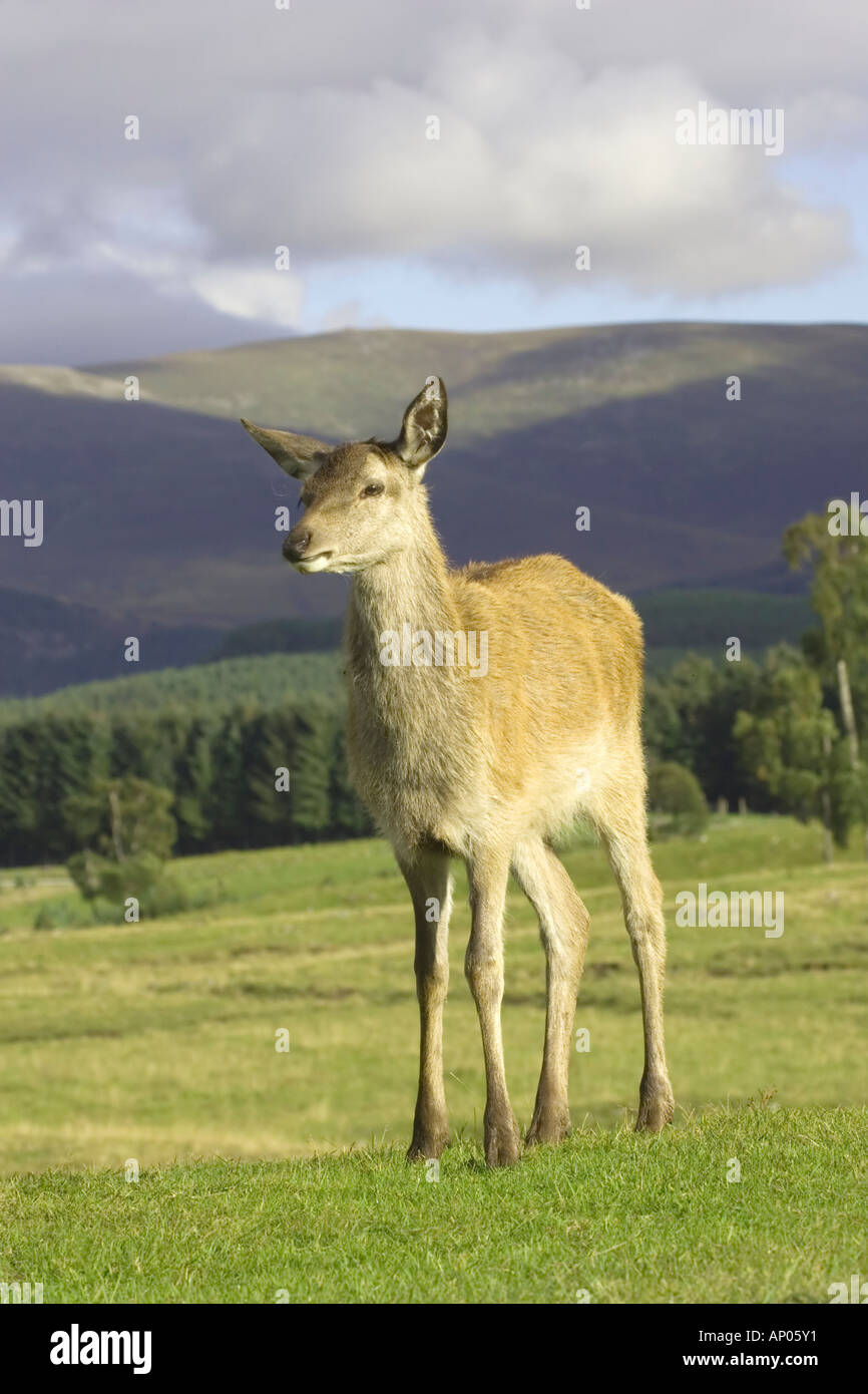 Red Deer Fawn yearling in the highlands Stock Photo