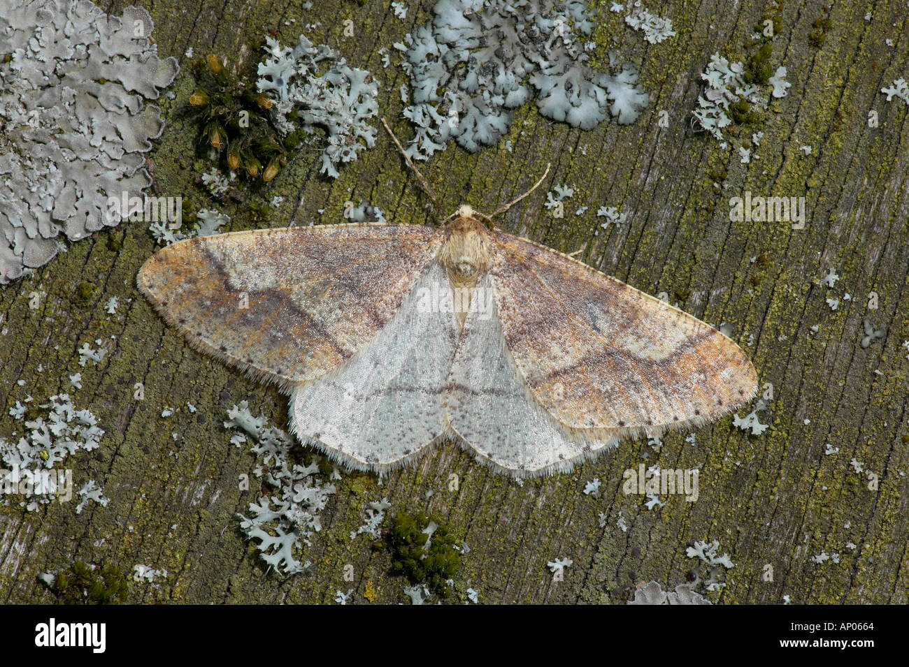 Dotted Border Agriopis marginaria at rest on tree bark potton bedfordshire Stock Photo