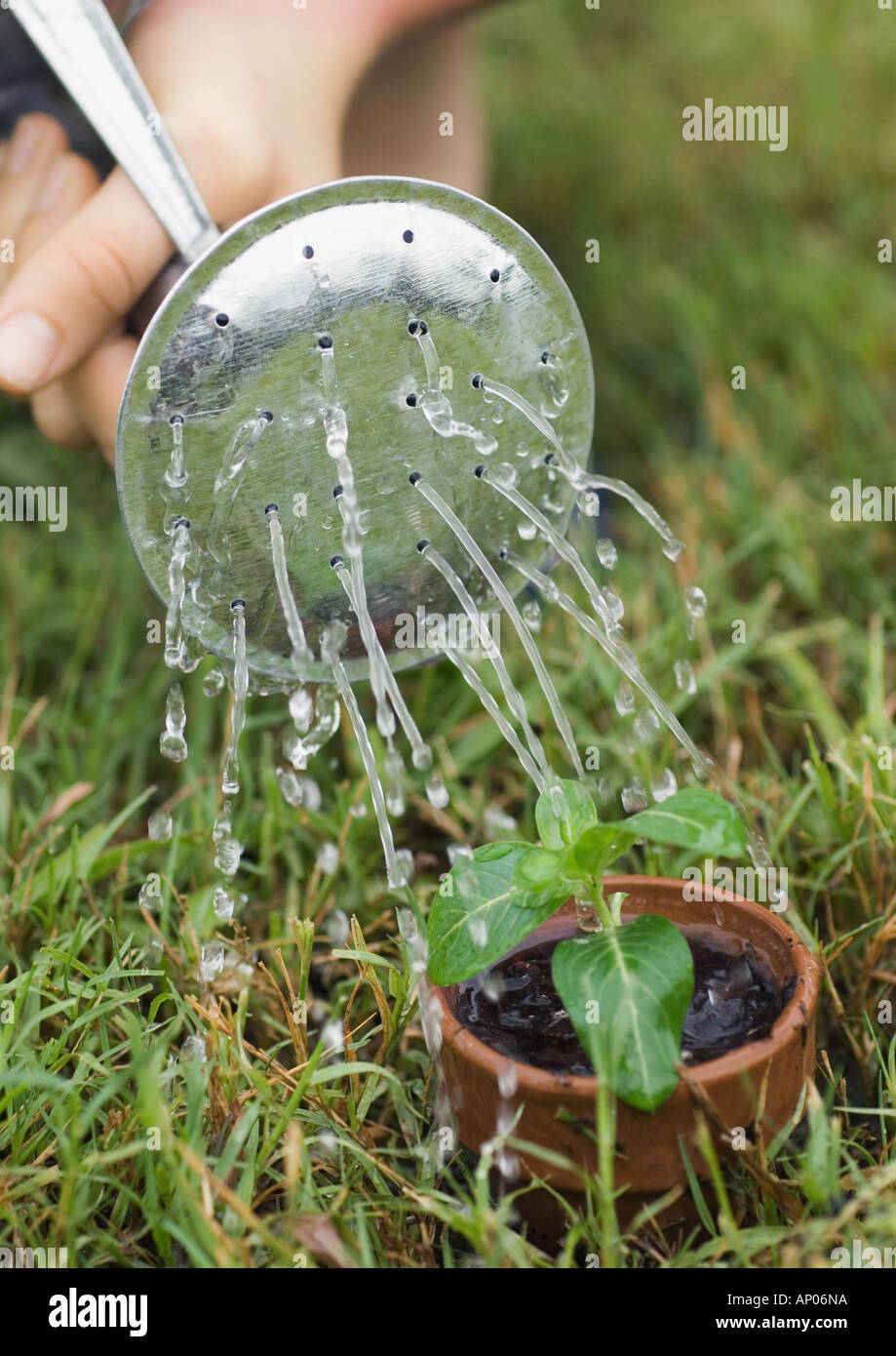 Potted seedling being watered Stock Photo