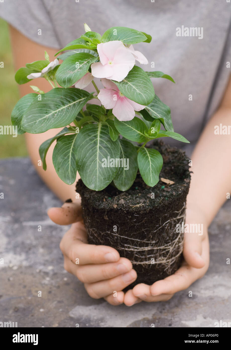 Hands holding periwinkle plant Stock Photo