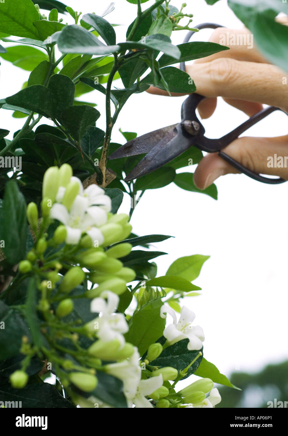 Trimming jasmine plant Stock Photo Alamy