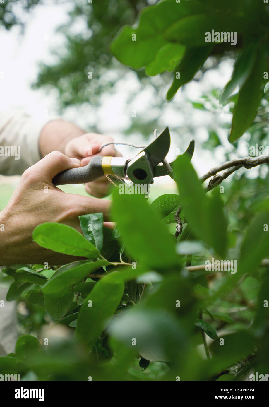 Trimming plant Stock Photo