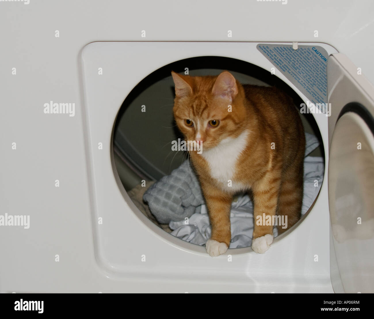 orange tabby kitten in dryer looking out from open door Stock Photo