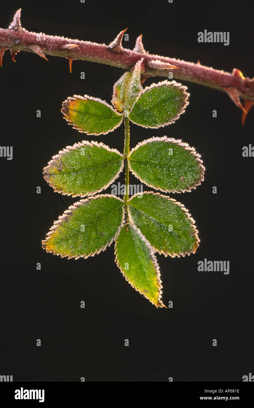Northern dog rose rosa caesia leaf rimmed with frost and backlit by rising sun Stock Photo