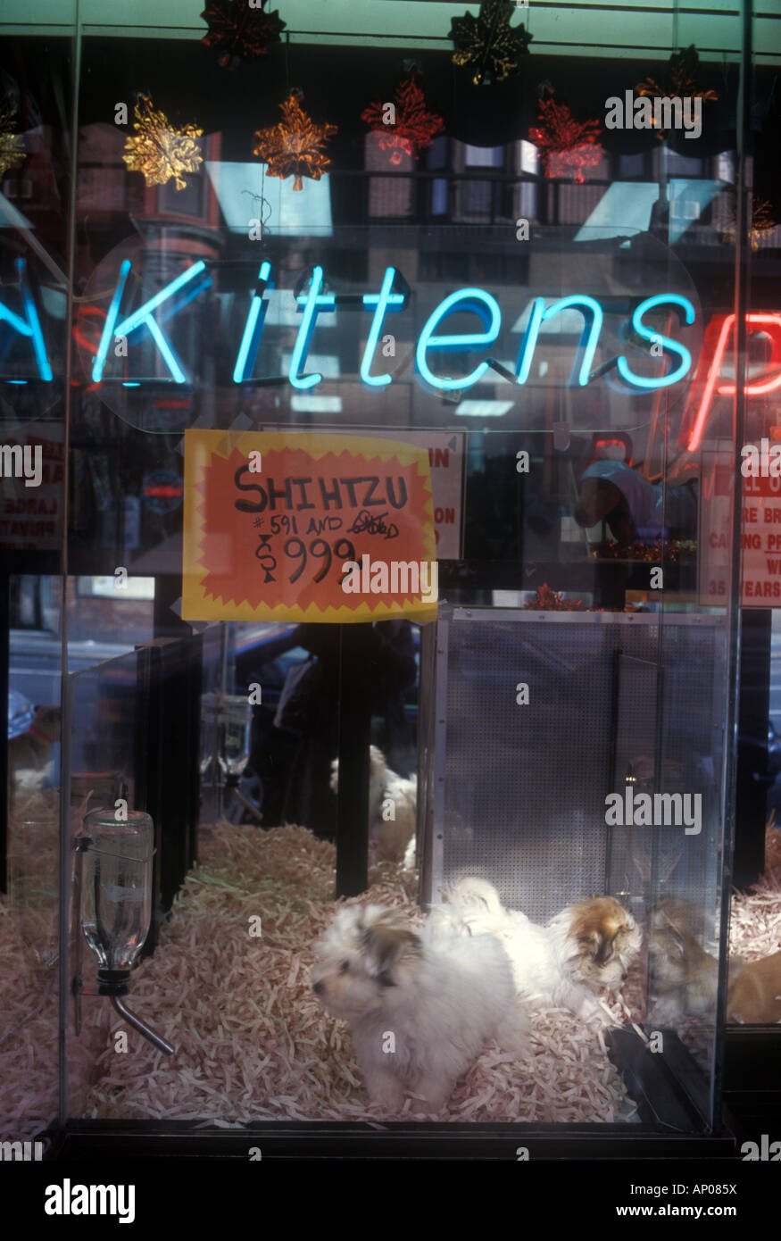 East 100 Street, New York City, USA Upper East Side Manhattan pet shop
