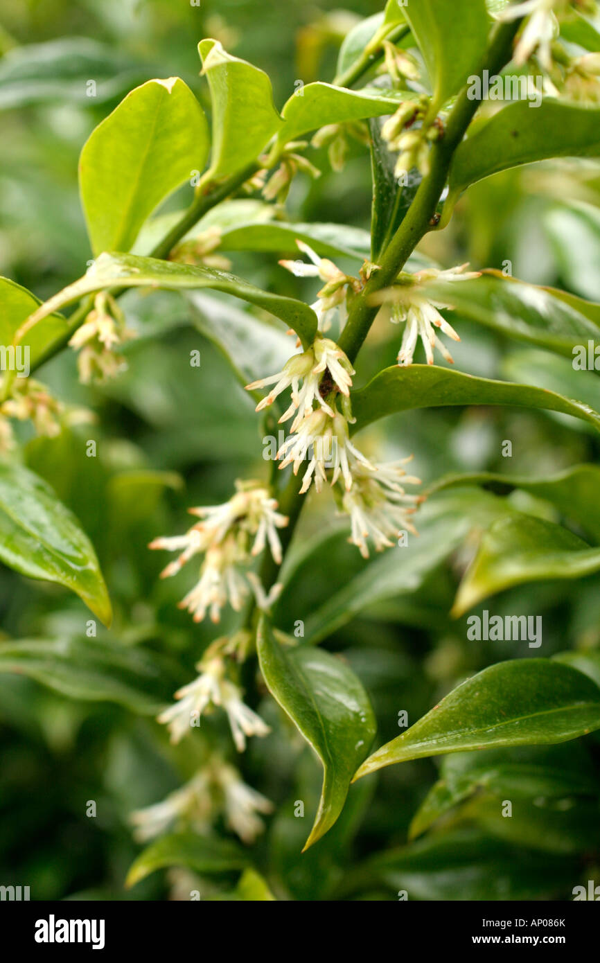SARCOCOCCA CONFUSA THE CHRISTMAS BOX FLOWERING DURING JANUARY Stock Photo