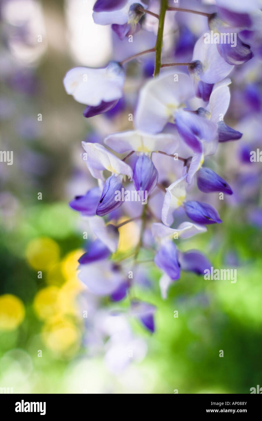 sinensis or chinese wisteria vine flowers Stock Photo - Alamy
