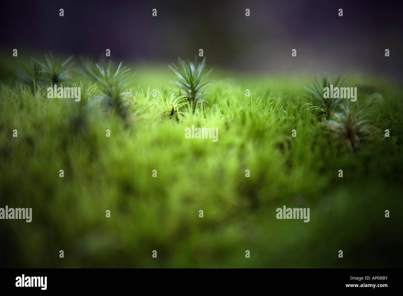 Conifer bed hi-res stock photography and images - Alamy