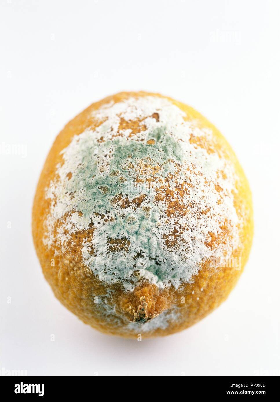 Mouldy lemon hires stock photography and images Alamy